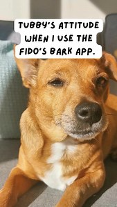 Fido’s Bark App. Helping your pets live longer, healthier lives. 🐾❤️ Download for free in the App Store. Link in bio. https://apps.apple.com/app/id6744088514 #fidosbarkapp #fidosbark | Fido's Bark