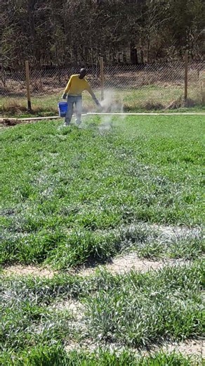 Spreading Calcitic Lime Powder in the Garden 🌱 Soil Prep for Stronger Crops