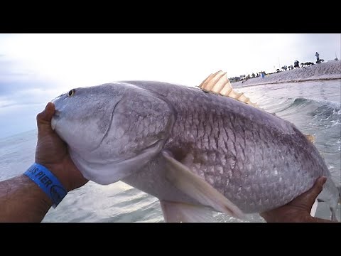I Caught The Biggest Fish On The Pier In Panama City Beach (PCB) Florida