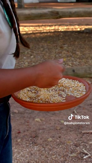 Hadeda Ibis: Africa’s Noisiest and Most Beneficial Bird