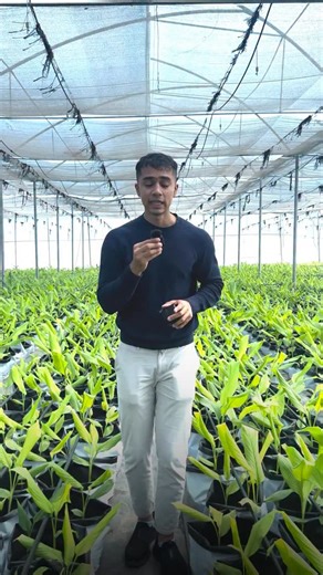 Are you looking to grow turmeric all year round and maximize profits from a small farm? Polyhouse farming is the solution! By controlling temperature, humidity, and soil conditions, you can achieve higher yields, healthier crops, and organic quality produce. Farmers across India are now switching to high-tech polyhouse farming to grow turmeric, capsicum, tomatoes, and more, reducing risks from pests, weather, and disease. Even with less than 1 acre, you can generate substantial income by adoptin