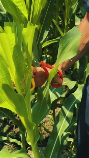 Increase Corn Yield Using Liquid Fertilizer 🌽🧪 #labeeqagrifarm #agriculture #farming