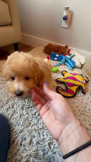 Group play is fun, but these quiet, one-on-one moments are everything. This is one of our favorite parts of the day, when we get to remind each puppy that they are, in fact, the best thing. ✨ #georgiadogclub #puppytraining #puppysocialization #cutepuppies | Georgia Dog Club