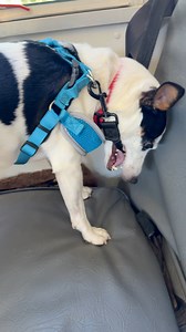 Kirby was caught red handed working on his great escape. | The Storybook Bus