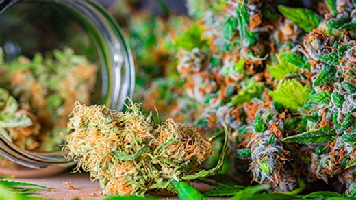 Tensions flare over cannabis testing lab treatment