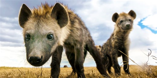 Man of vrouw: zijn hyena’s hermafrodiet?