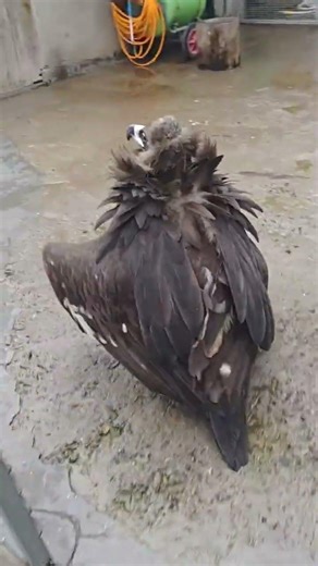 Mystical Beasts Shaking: The Enigmatic Moves of Animals