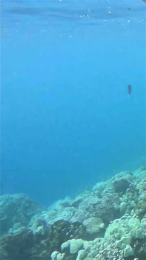 Captain Cook Snorkel vs Kona Manta Night Dive- Which Is Worth It? - the drop off #Shorts