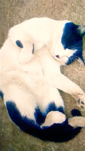 I miss you so much, my white one 🤍🤍🤍🤍💟💌💕💞💖💝💘💝💘💝💘😿😾😸😽😻😹😺🙀⭐❤️💙💜♥️✨💫⭐🌟✨🎉