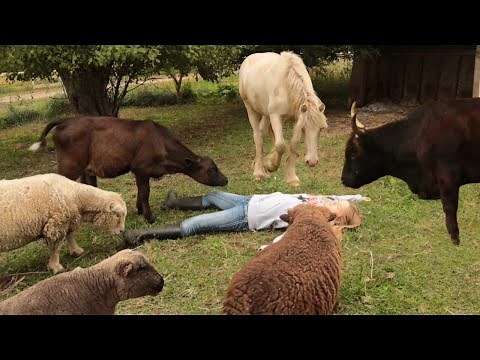 Pretending To Faint in Front Of My Pets *FUNNY REACTION*