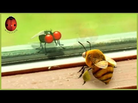 No Exit 🎃 Minuscule 🍃 80' Compilation