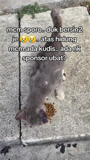 #straycat #kucingkampung #kucingjalanan #anakjalanan