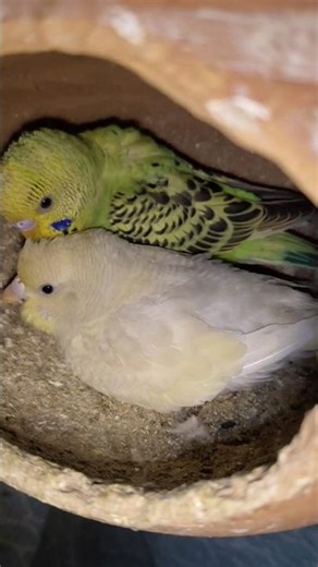 Day 145 Life Lesson For Budgies Don't Trust Everyone #birds #lovebirds ##budgies