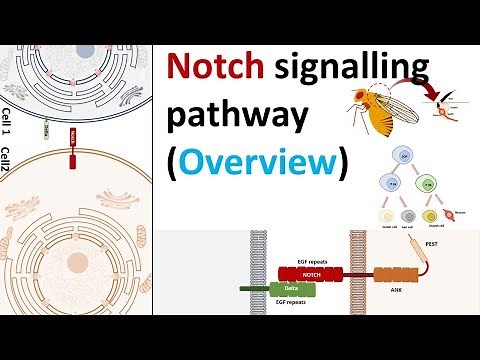 Notch signalling pathway in development and diseases