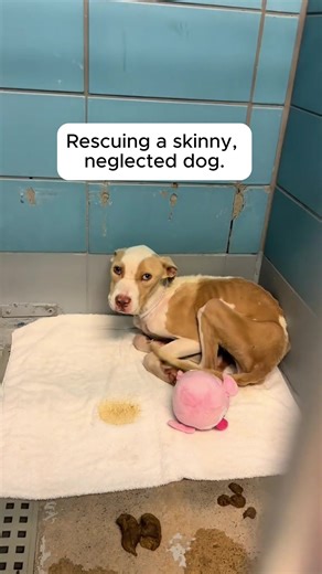 Heartwarming Dog Rescue Story That Touches Hearts