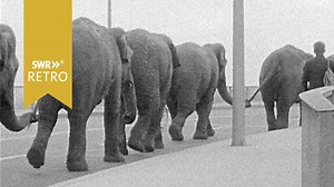 SWR Retro – Abendschau: Zirkus Althoff beim Grenzübertritt