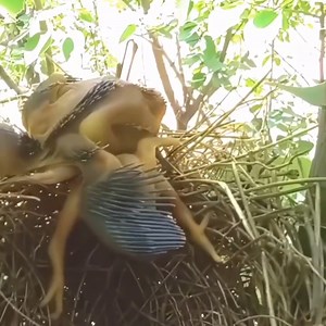 Cuckoos are famous for their brood parasitism, where they lay their eggs in the nests of other bird species. When the cuckoo chick hatches, it frequently ejects the host’s eggs or chicks from the nest, securing all the food and care from the foster parents for itself. This behavior ensures that the cuckoo chick receives undivided attention and resources. #reels #birdphotography #Animal Bird Lovers | Bird Lovers