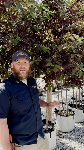 Canada Red Chokecherry: A Year-Round Beauty