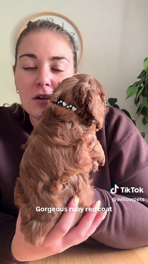 Charming First Generation Cavoodle Puppies for Adoption