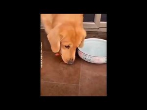 Adorable video of dog saving goldfish goes viral. Leaves Internet with a lot of questions