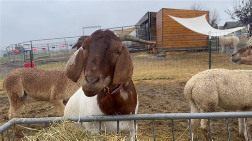 2.7K views · 248 reactions | All the rain created a pretty soggy crew this morning. | Funky Chicken | Facebook