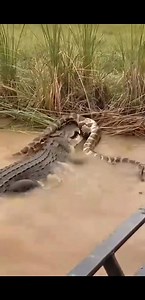 Unbelievable Predator Battle- Python Coils Around Crocodile’s Head. #reelsviralシ | Mahmudin Mu