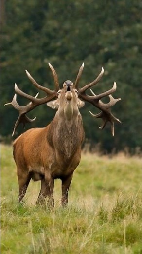 Amazing sound of Red Deer during the Rut Red Deer rutting calls #nature #shorts