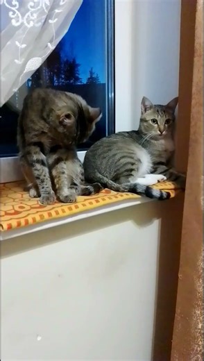 Cutest Cat Yawn EVER! Relaxing by the Window # shorts