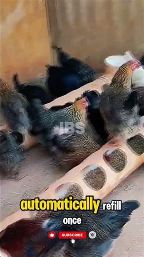 🐔 This PVC Pipe Feeds Hundreds of Chickens Automatically! #shorts