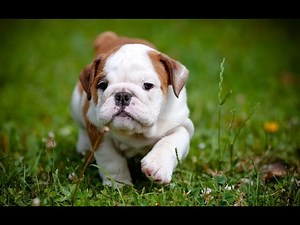 Μουσική σκυλιά ύπνου και κουτάβια - χαλαρωτική μουσική για τα σκυλιά