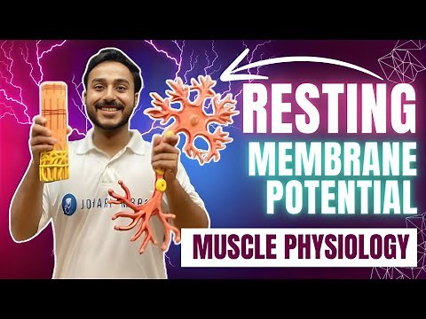 resting membrane potential physiology | nerve muscle physiology lecture | equilibrium potential