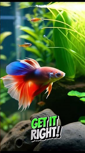 Can Betta fish and African Dwarf Frogs Live together? #bettafishcare #bettafish #aquarium #fishtank