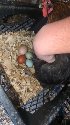 Why Did The Chickens Hardly Lay Any Eggs?