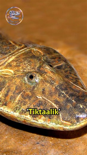 Tiktaalik: The ancestor of all land animals!