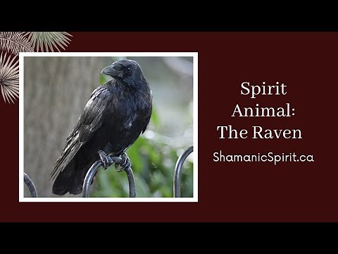 Animal Spirit Guide: The Raven (Shamanic Power Animal). Raven Symbolism