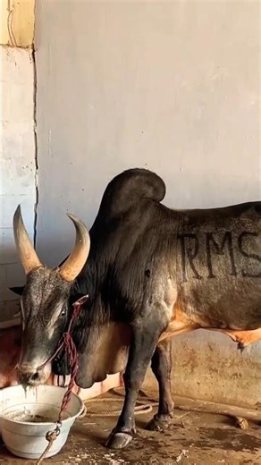 #tamilnews #indianarmy #indianewslive #jallikattucomedy #vadivasal #manjuvirattu #palamedujallikattu