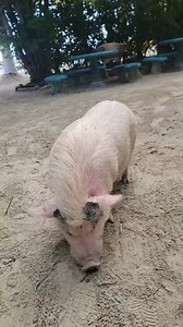 Live from paradise ✨️ | Little French Key