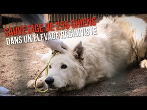 255 chiens et chiots sauvés dans un élevage récidiviste !