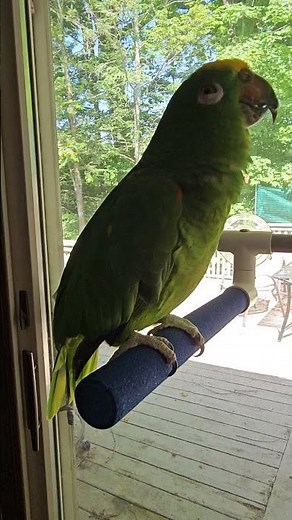 Meet Diego. Newly adopted Yellow-Crowned Amazon parrot #birds #parrot #worldparrotday #amazonparrot