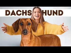 Why Dachshunds Are AMAZING Pets: Surprising Facts!