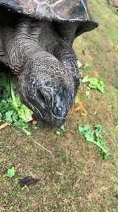 Our tortoises are hard work training for the 2023 World Turtle Day Grand Prix tomorrow! It’s all going down at 12pm (noon) tomorrow at the Wild Encounter stage right outside the Herpetarium. Come by to see who will prevail as our champion! #memphiszoo #zoo #worldturtleday #turtles #tortoises #race #fun | Memphis Zoo