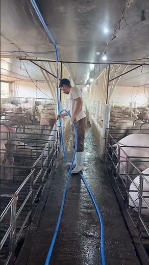 The importance of cleanliness on a pig farm