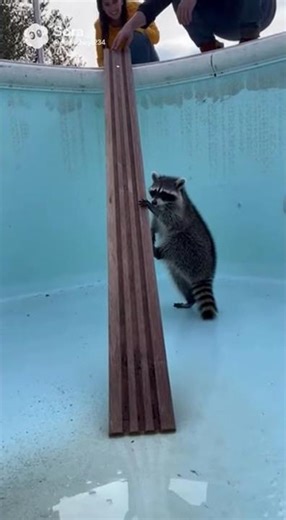 Raccoon Escapes Abandoned Pool via Ramp | Gentle Wildlife Rescue