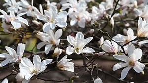 The first Magnolia trees start to blossom in Kyiv, Ukraine - 05 Apr 2024