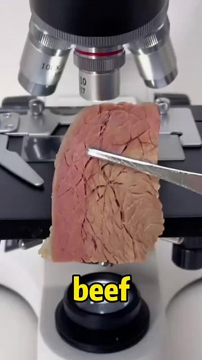 Exploring Beef Under a Microscope: A Fascinating Look at Food and Science