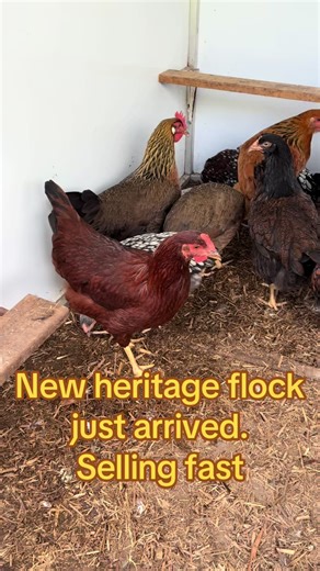 Open daily 9-12noon at Samford. These beauties are already selling! Rhode Island reds - 2 SOLD Barnevelder - SOLD Blue leghorn- avail Brown leghorn - avail Light Sussex - avail Buff Sussex - avail Gold laced wyandotte - avail Silver laced wyandotte - avail Bring a box! #chickensforsale #samfordvalley #brisbane #pets #moretonbay