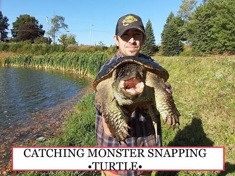 Catching Huge Snapping Turtle -How too