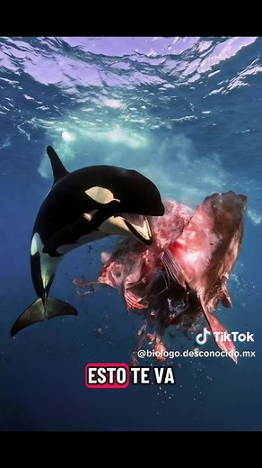 Momento impactante: Orca hace explotar a un Pez Luna