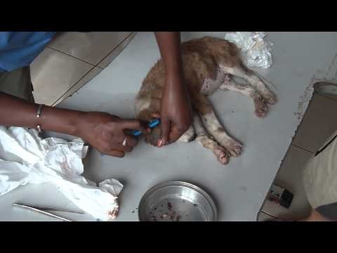 "Tyler" - Tick weeks in The Gambia