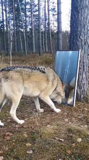 What happens when a wolf sees a mirror? 😱